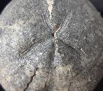 Micraster cf. schroederi STOLLEY 1891 - Bild &copy; FossNet FossilienStore
